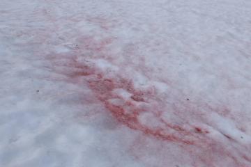Rød snø skyldes algen  Chlamydomonas nivalis