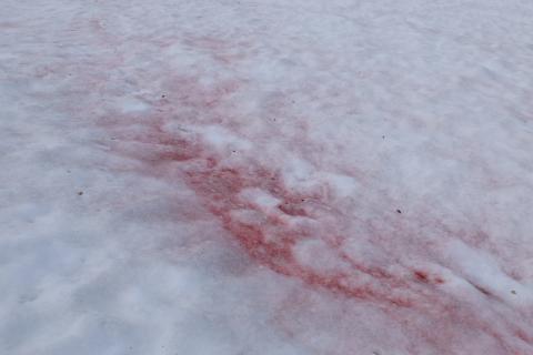 Rød snø skyldes algen Chlamydomonas nivalis Rød snø skyldes algen Chlamydomonas nivalis