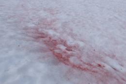 Rød snø skyldes algen  Chlamydomonas nivalis
